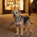 LED-halsband t/hund 40-47 cm Petzone